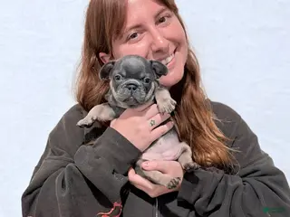 French Bulldog dogs Pumpkin - Ad 22