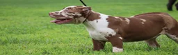 American Bully dogs for sale: Polaris - Ad 12