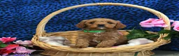 Cockapoo dogs for sale: Frisbee - Ad 4