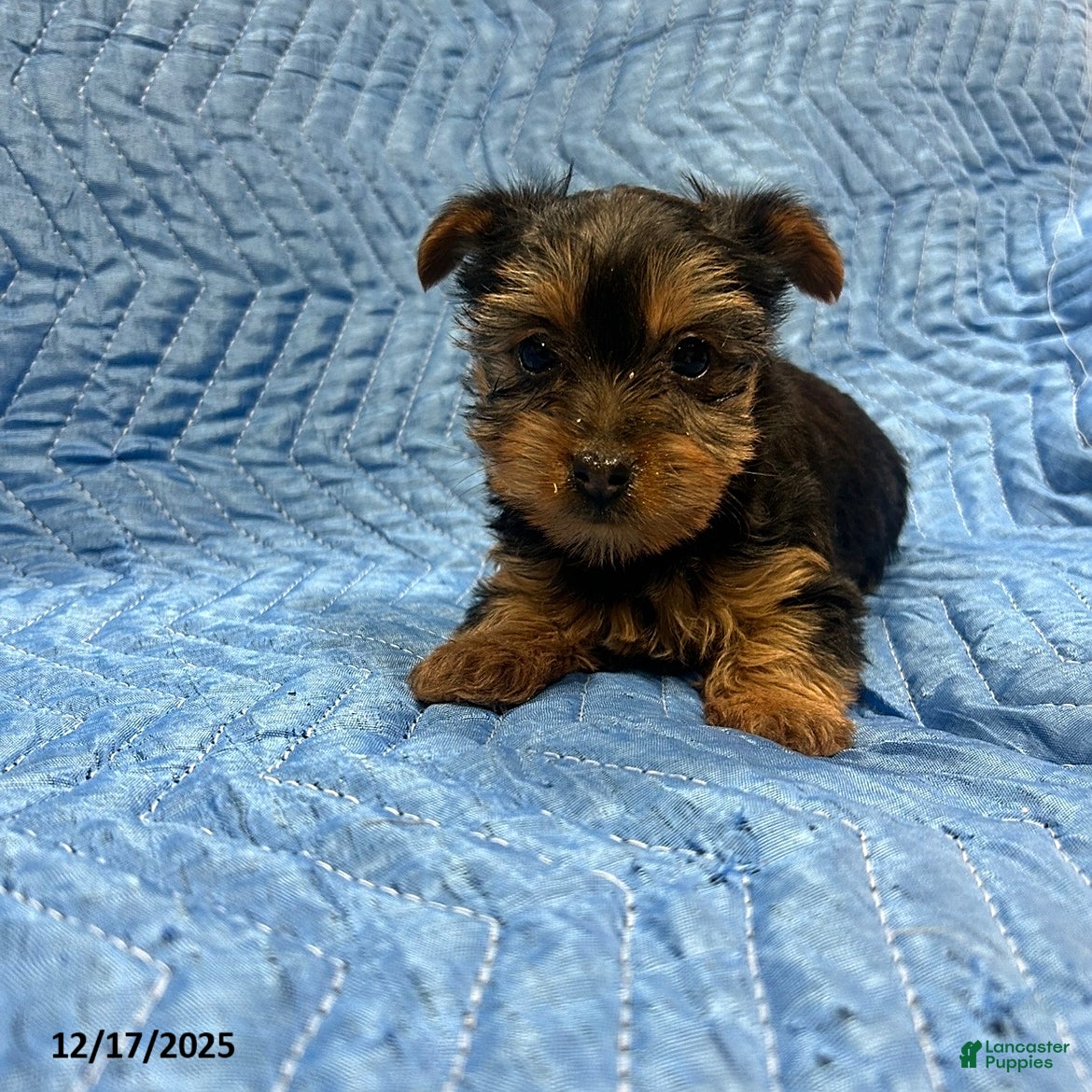 Yorkshire Terrier dogs Brittany - Ad 23