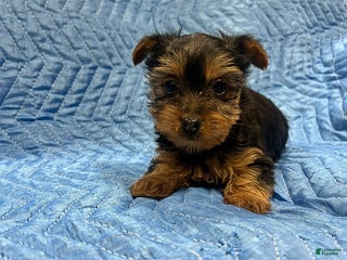 Yorkshire Terrier dogs Brittany - Ad 23