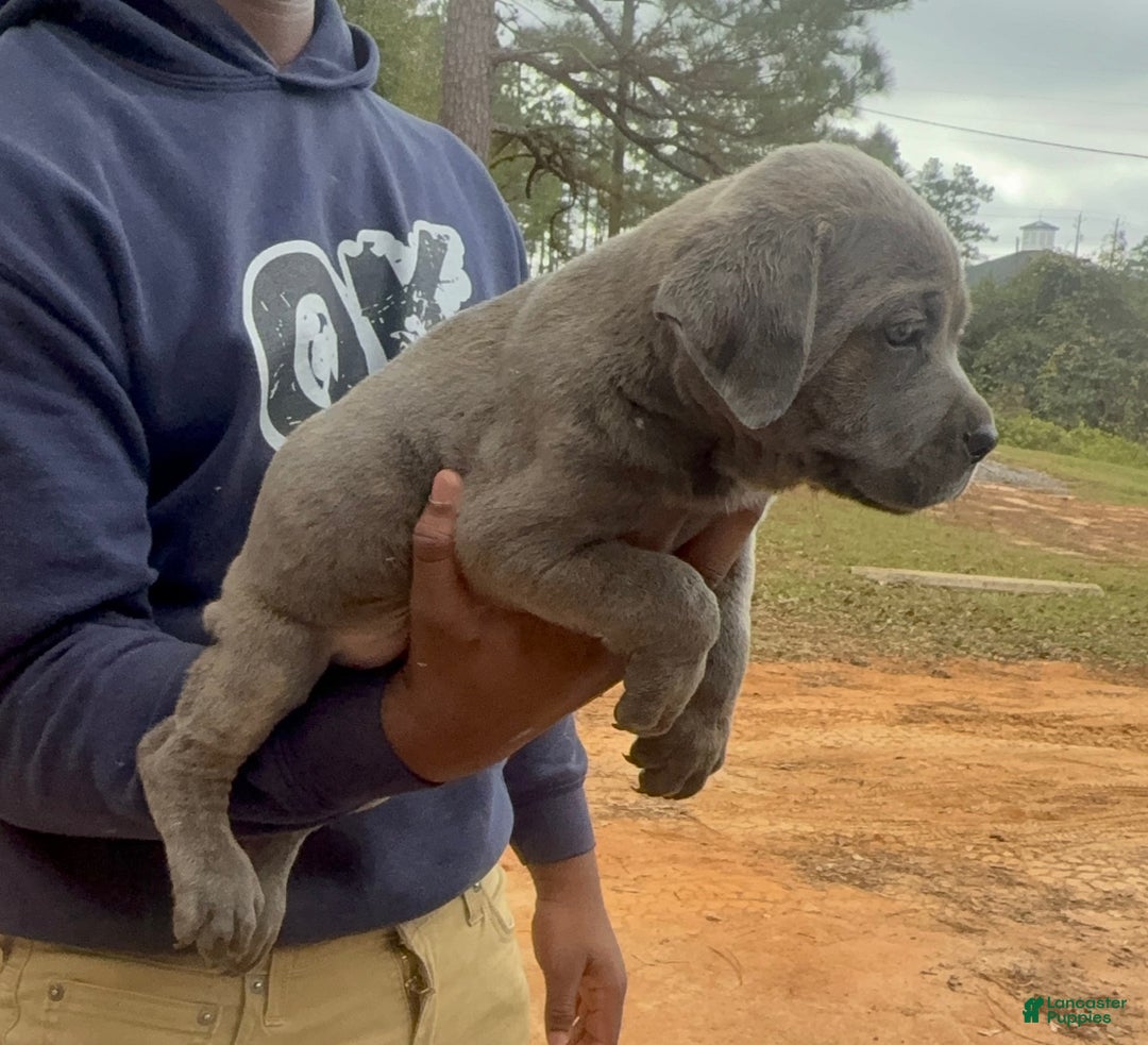 Cane Corso dogs for sale: Cane Corso Puppy 1 - Ad 3