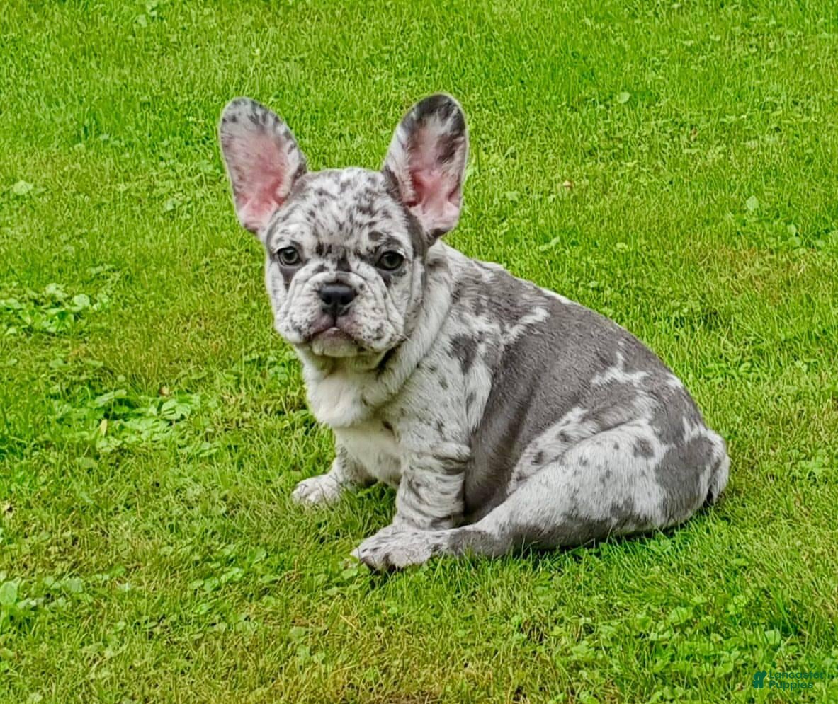 French Bulldog dogs French Bulldog 2 - Ad 25