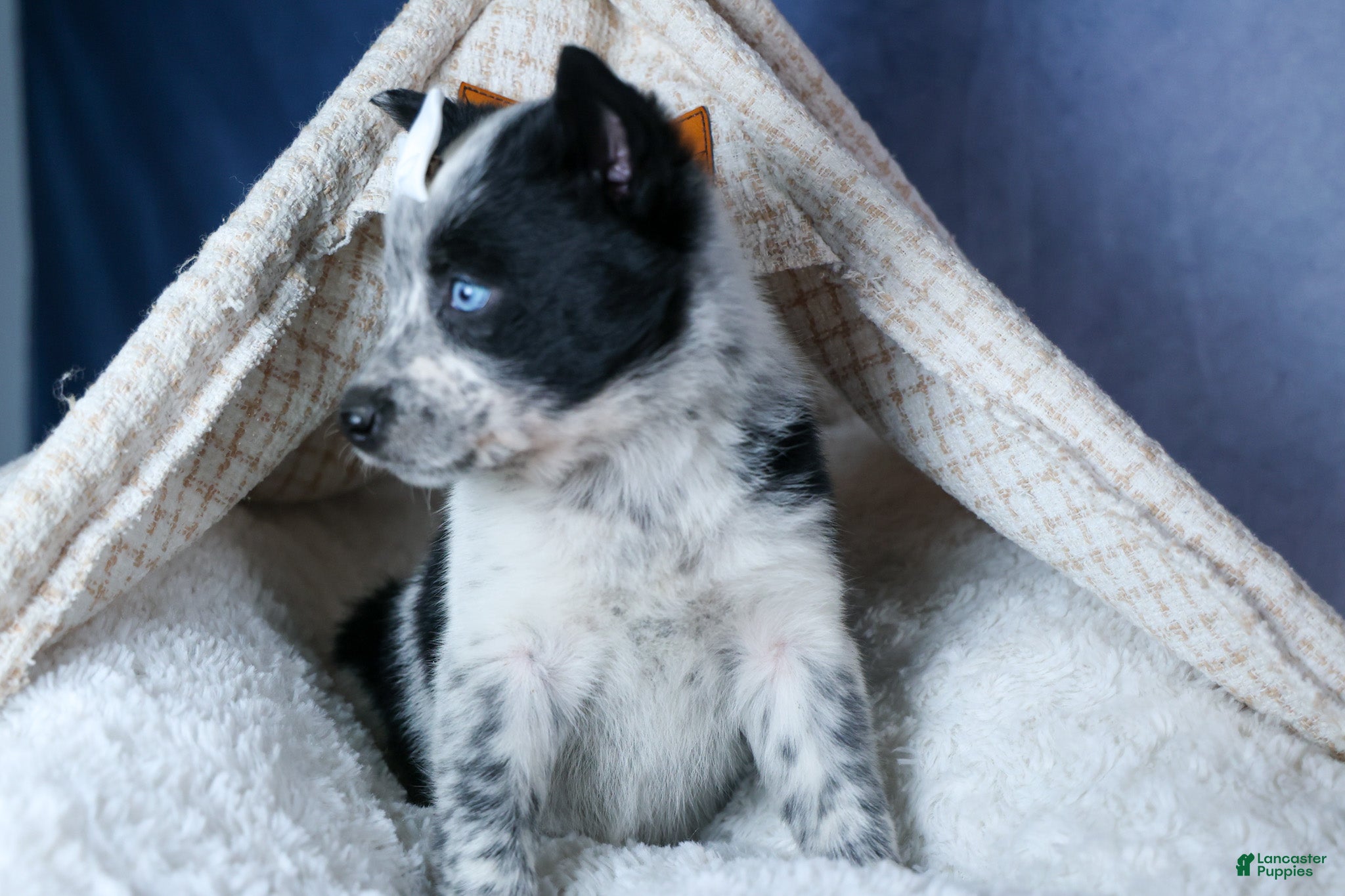 Mixed Breed dogs DIXIE - Ad 24