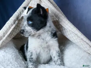 Mixed Breed dogs DIXIE - Ad 42