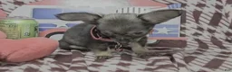 Chihuahua dogs for sale: Teddy Griz ( LH 6 lb) - Ad 6