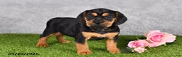 Beabull dogs for sale: Trixie - Ad 3