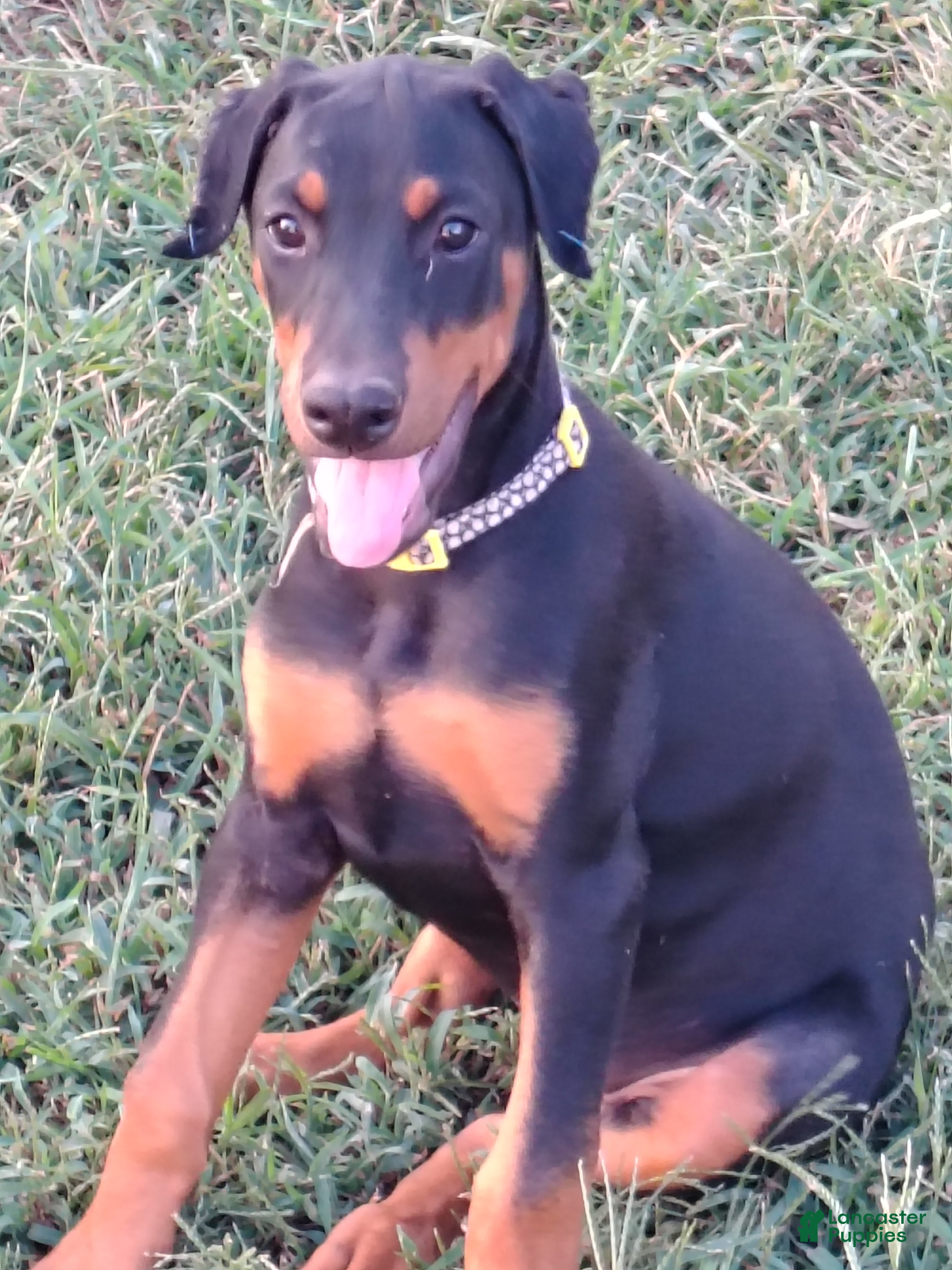 Doberman Pinscher dogs for sale: Doberman Pinscher / Yellow - Ad 4