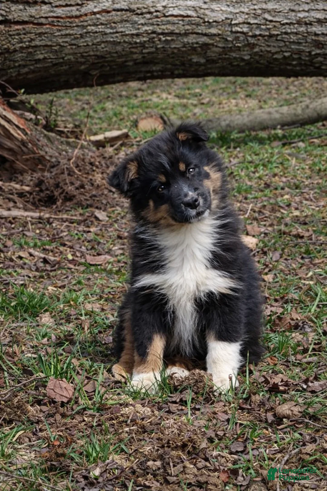 Australian Shepherd dogs for sale: Darcy - Ad 2