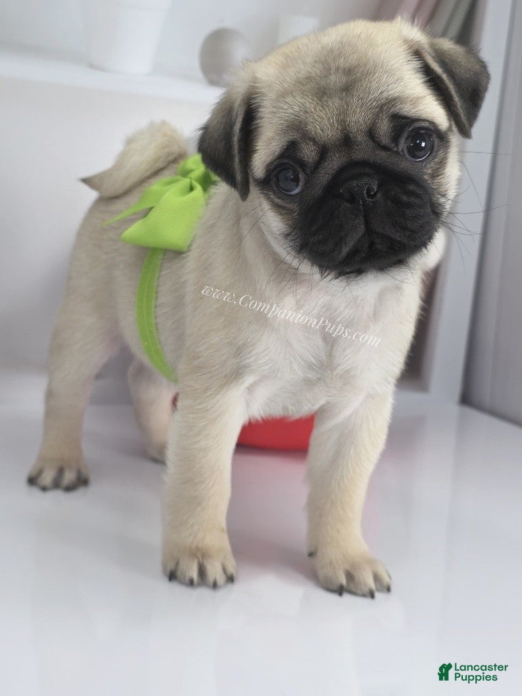 Pug dogs Green Collar - Fawn Male Pug Puppy - Ad 2
