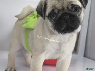 Pug dogs Green Collar - Fawn Male Pug Puppy - Ad 8