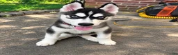 Siberian Husky dogs for sale: Siberian Husky 1 - Ad 2