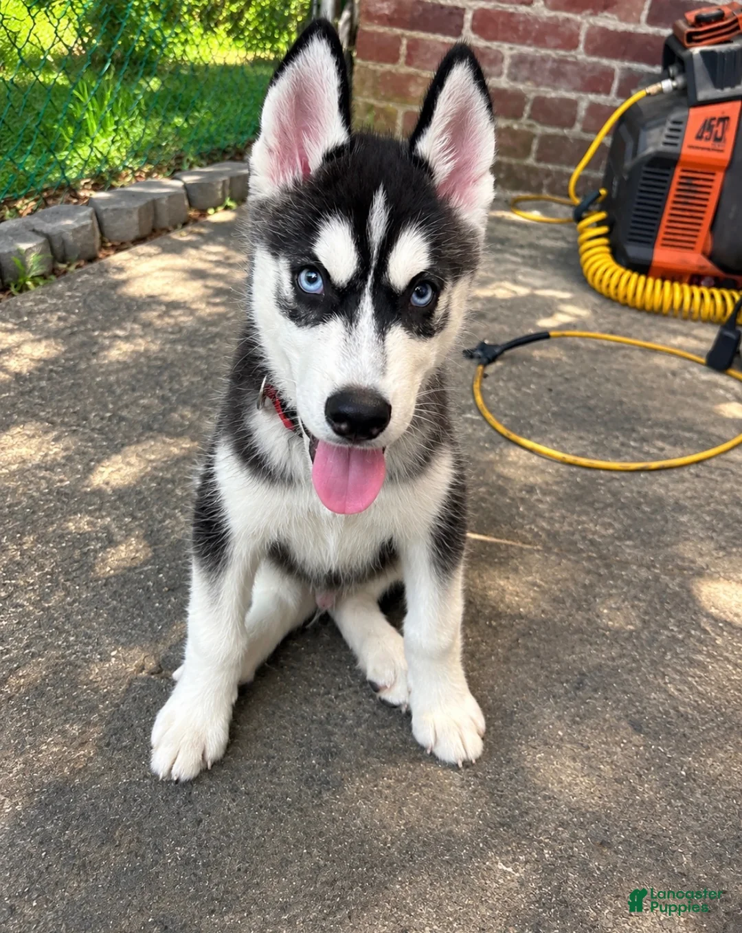 Siberian Husky dogs for sale: Siberian Husky 1 - Ad 2