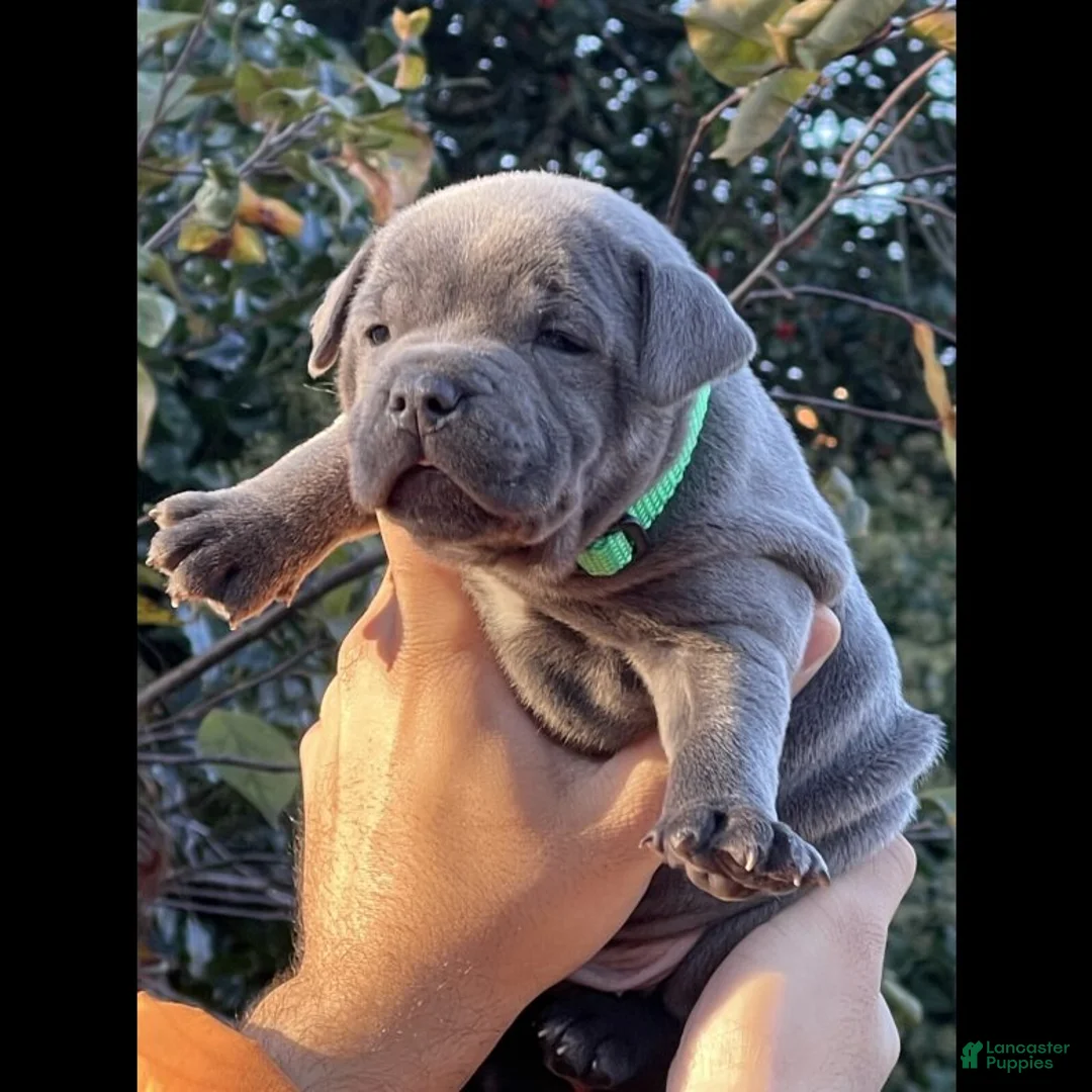 French Bulldog dogs for sale: French Bulldog Puppy 1 - Ad 1