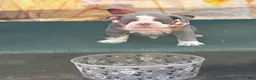 Olde English Bulldogge dogs for sale: Eeyore - Ad 4