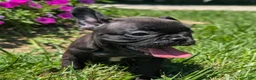 French Bulldog dogs for sale: French Toast - Ad 4