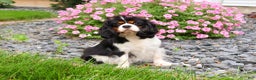 Cavalier King Charles Spaniel dogs for sale: Keeter - Ad 9