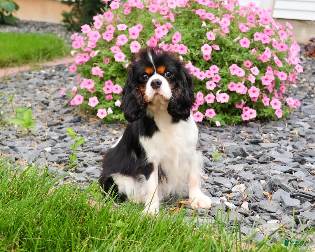 Cavalier King Charles Spaniel dogs for sale: Keeter - Ad 9