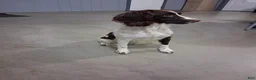 English Springer Spaniel dogs for sale: Macky - Ad 8