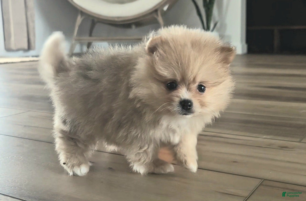 Pomeranian dogs Pomeranian Puppy 1 - Ad 2