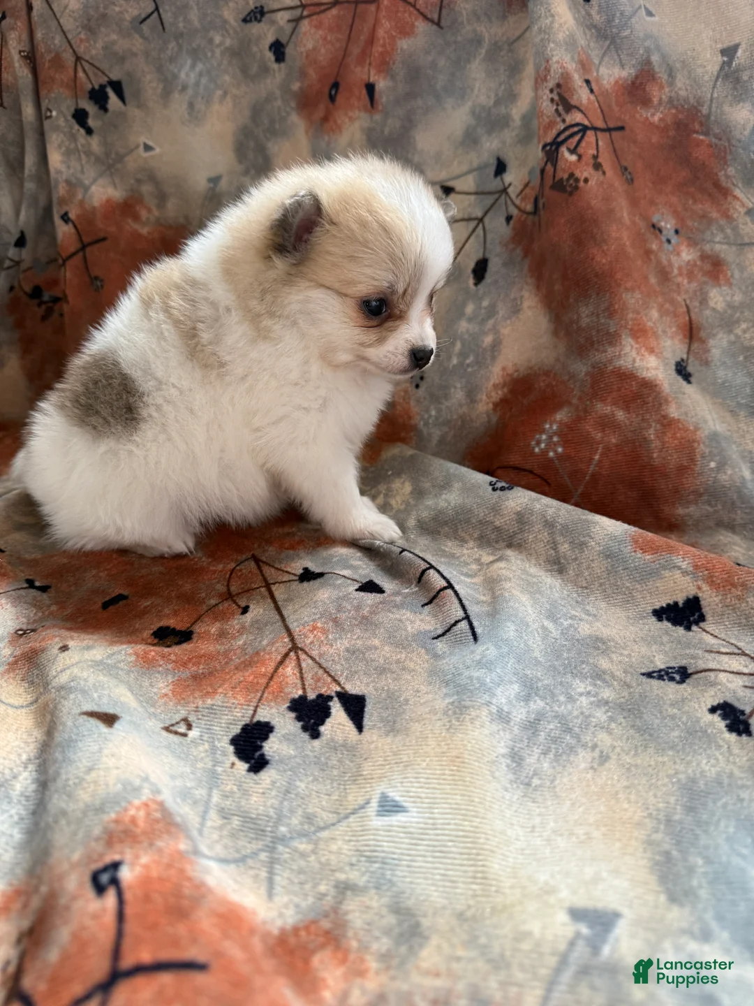 Pomeranian dogs for sale: Russel - Ad 15