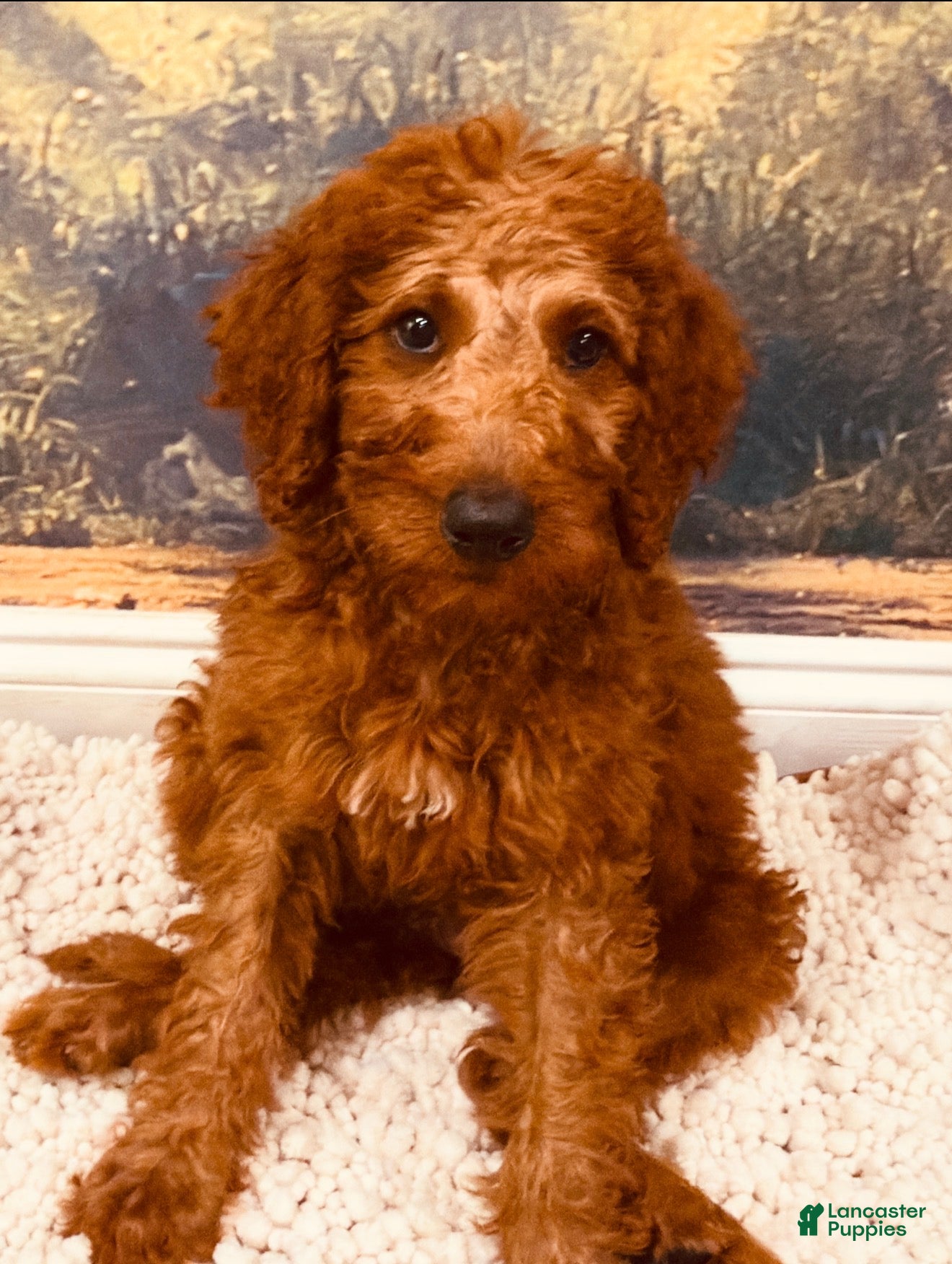 Goldendoodle dogs 🖤 Mr. Black - Ad 2