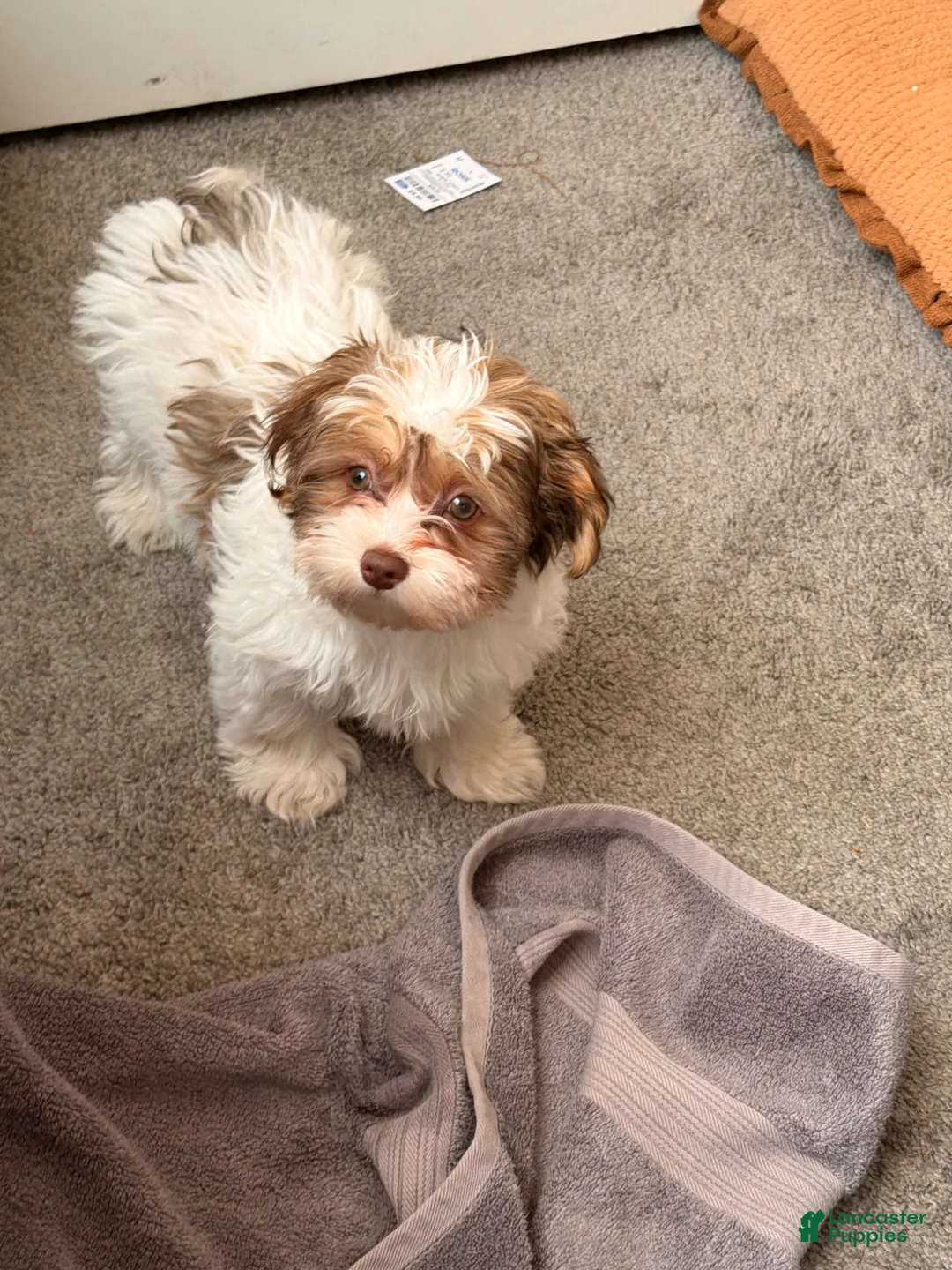 Havanese dogs for sale: Havanese Puppy 1 - Ad 1