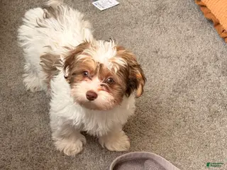 Havanese dogs Havanese Puppy 1 - Ad 41