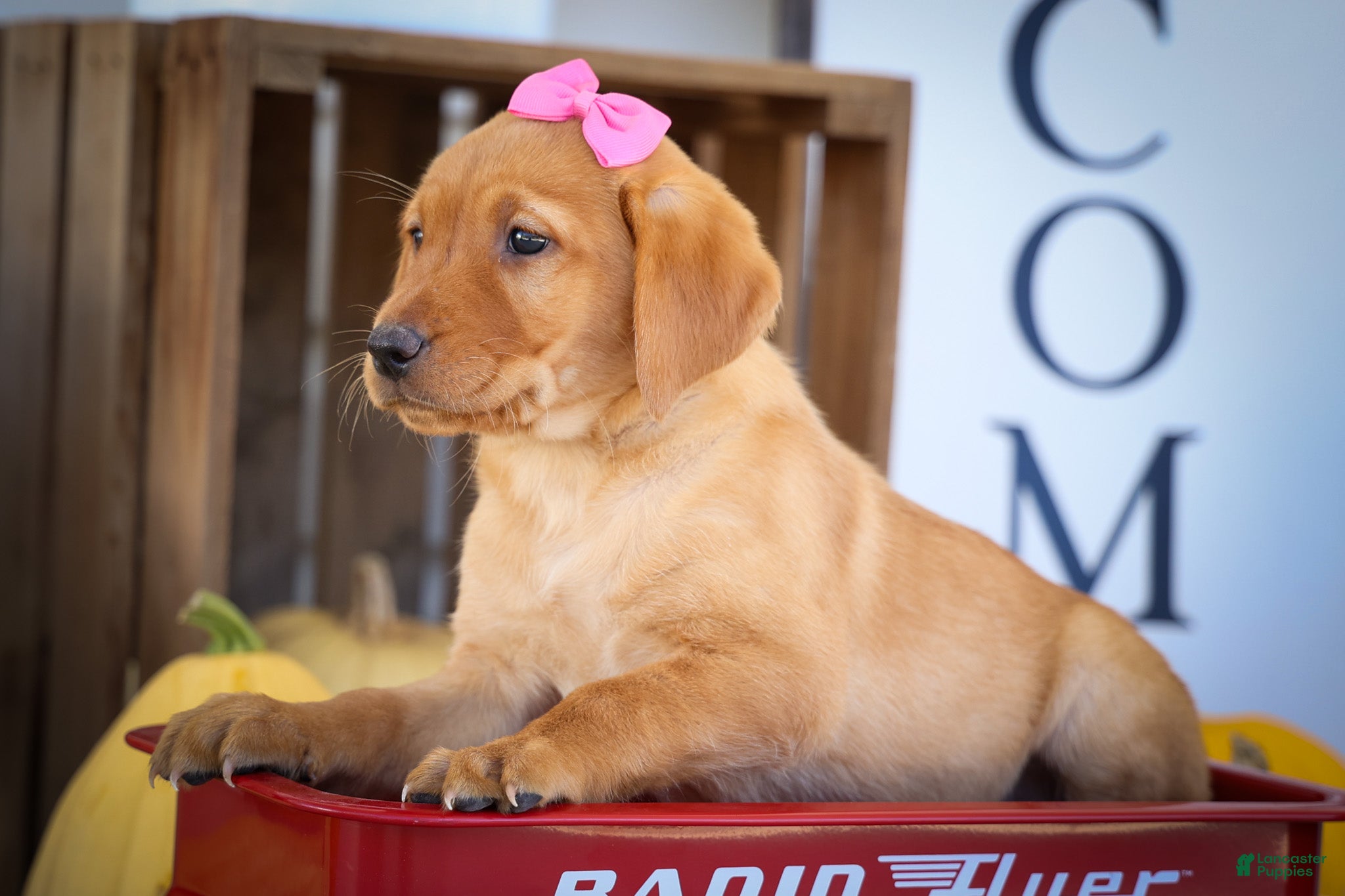 Labrador Retriever dogs NICKI - Ad 1