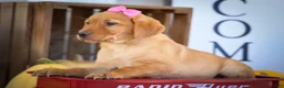 Labrador Retriever dogs for sale: NICKI - Ad 1