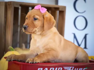 Labrador Retriever dogs NICKI - Ad 1