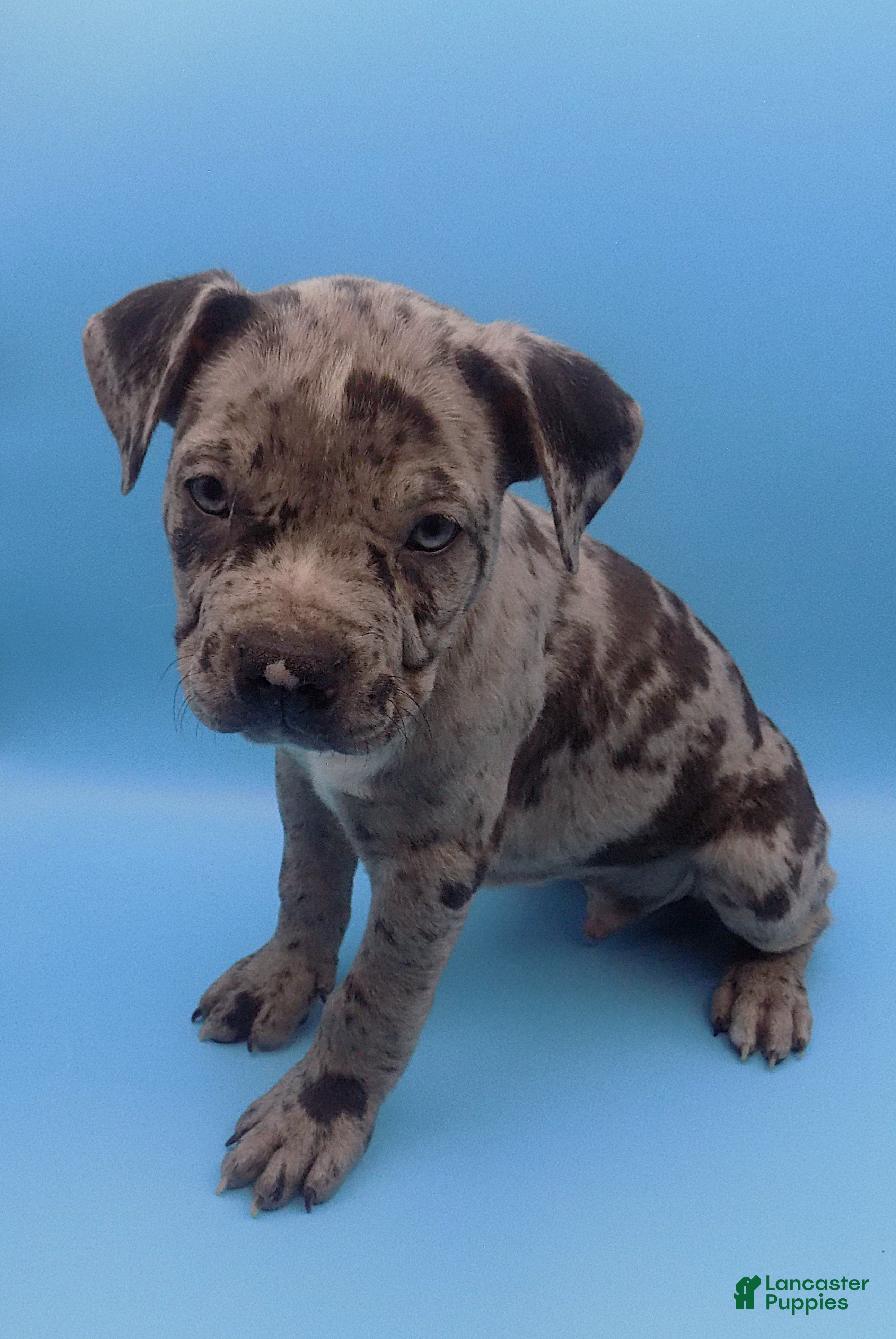 Mixed Breed dogs Merle - Ad 7