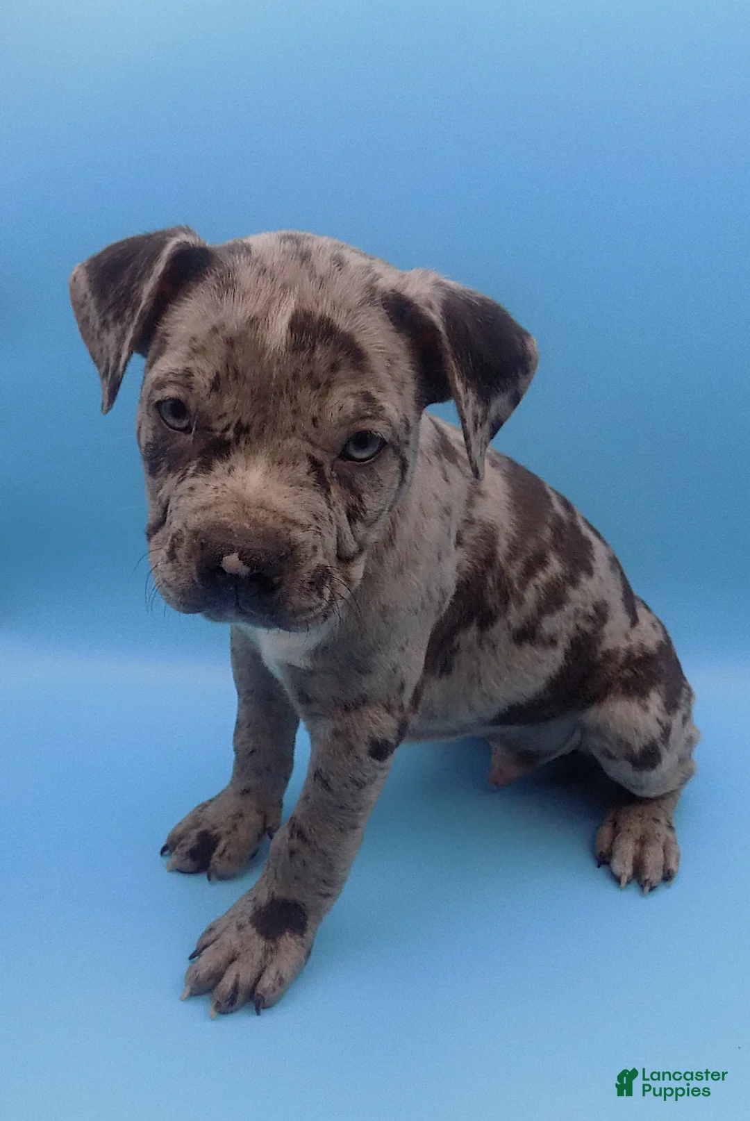 Mixed Breed dogs for sale: Merle - Ad 1