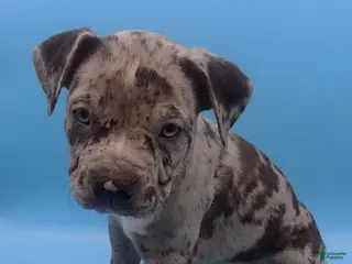 Mixed Breed dogs Merle - Ad 7