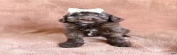 Aussiedoodle dogs for sale: Juliet - Ad 2