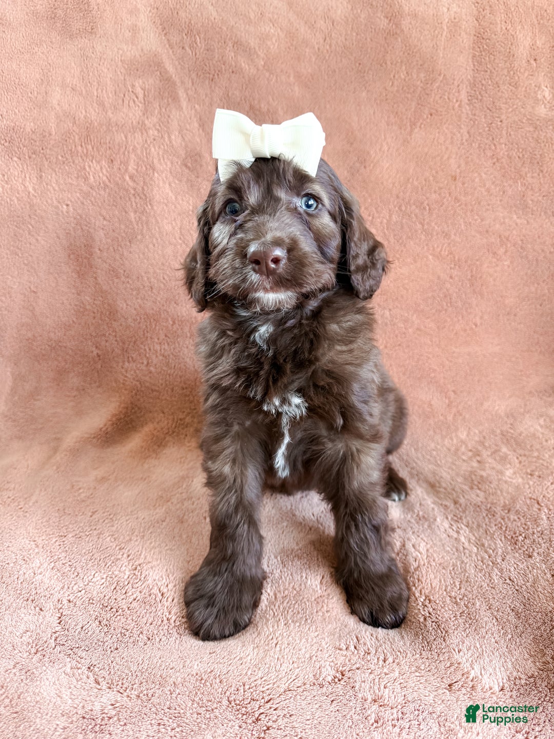 Aussiedoodle dogs for sale: Juliet - Ad 2