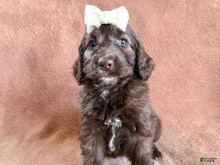 Aussiedoodle dogs Juliet - Ad 30