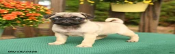 Pug dogs for sale: Lily - Ad 4