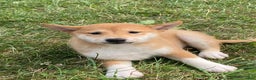 Shiba Inu dogs for sale: Iris - Ad 3