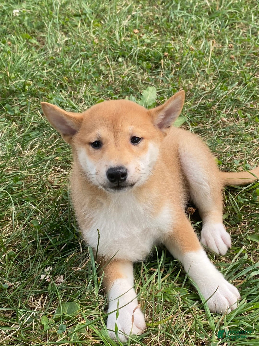 Shiba Inu dogs for sale: Iris - Ad 3