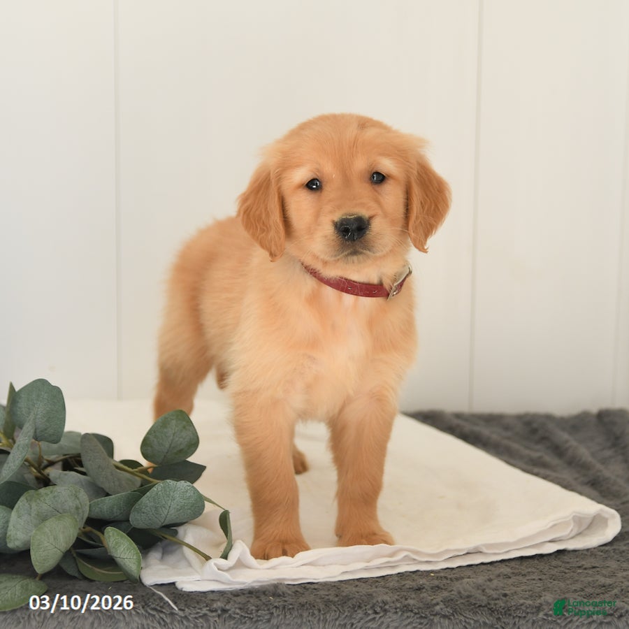Golden Retriever dogs Monty - Ad 1