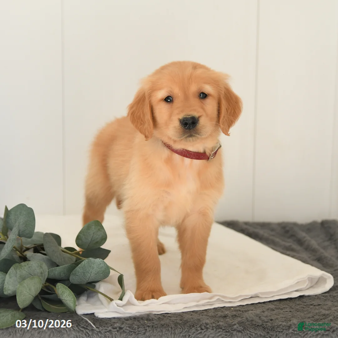 Golden Retriever dogs for sale: Monty - Ad 1