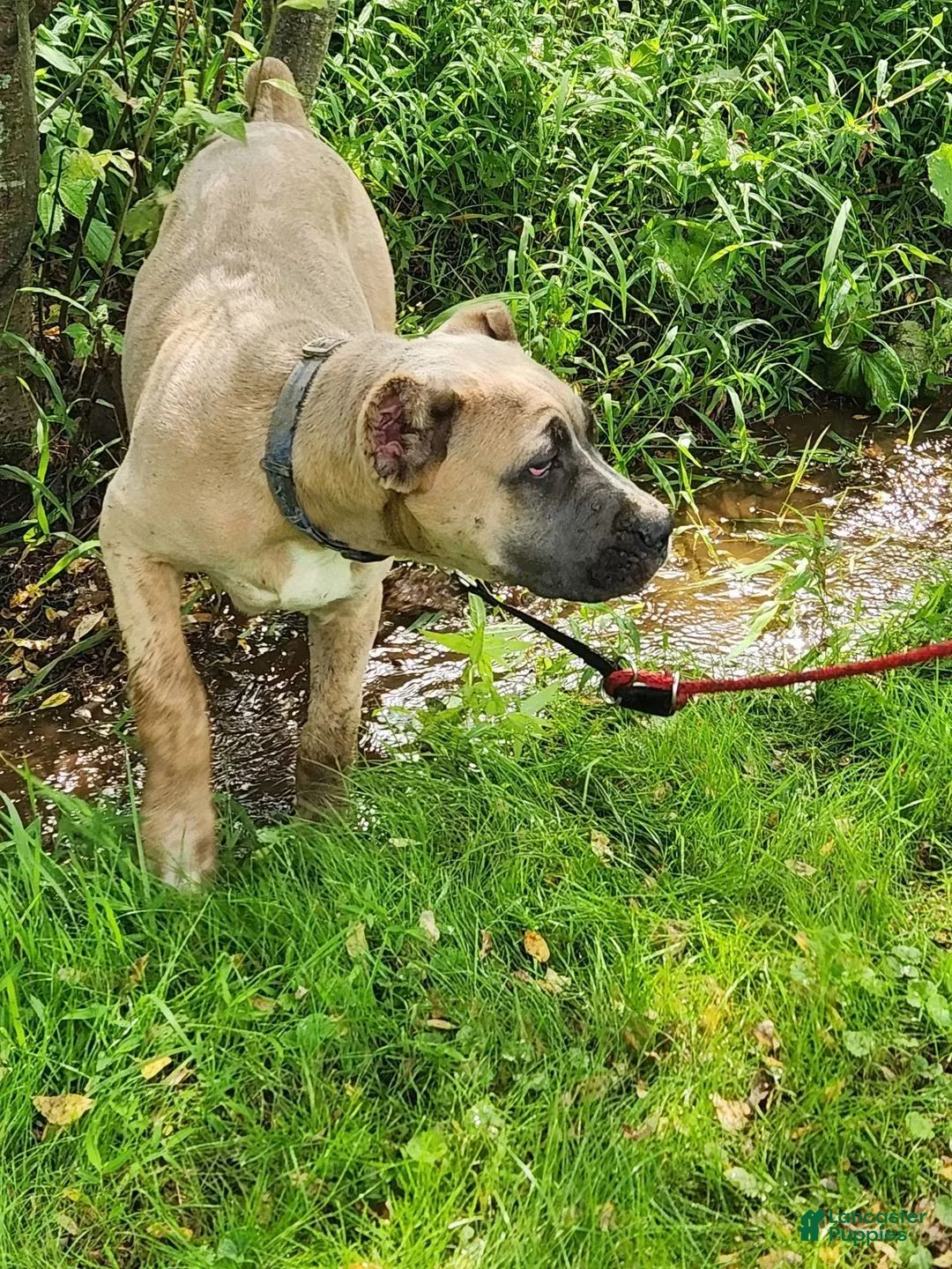 Cane Corso dogs for sale: Bella  - Ad 5