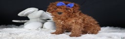 Miniature Poodle dogs for sale: BAILEY - Ad 4