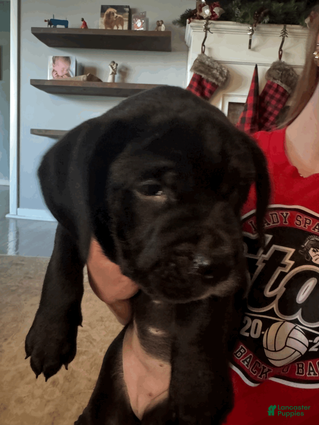 Mixed Breed dogs for sale: Brown Collar Female - Ad 1