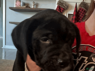 Mixed Breed dogs Brown Collar Female - Ad 39