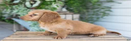 Dachshund dogs for sale: Winnie - Ad 4