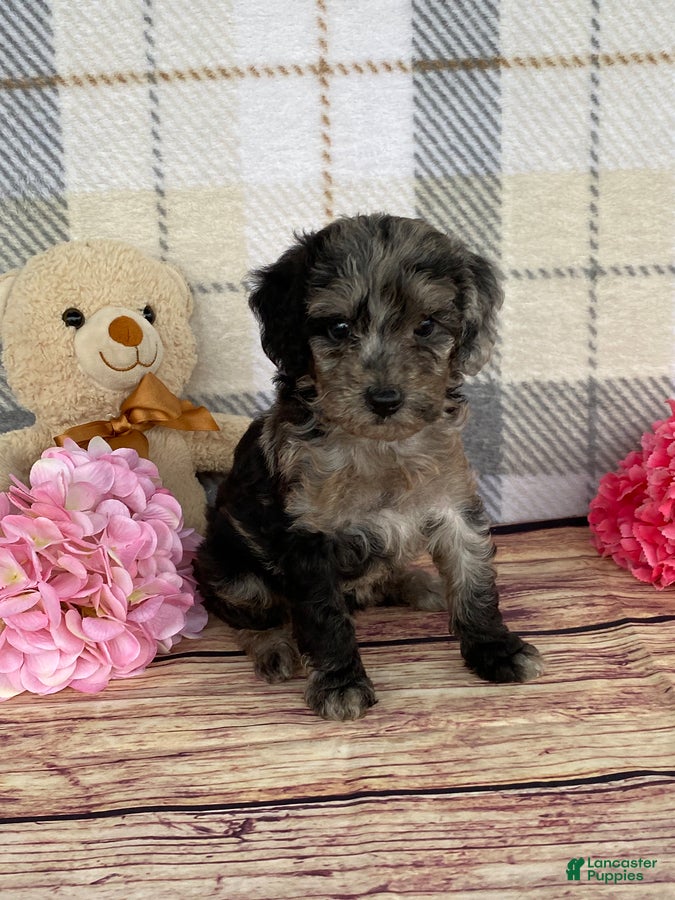 Miniature Labradoodle dogs Tina - Ad 1