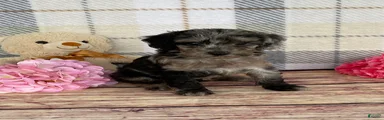 Tina