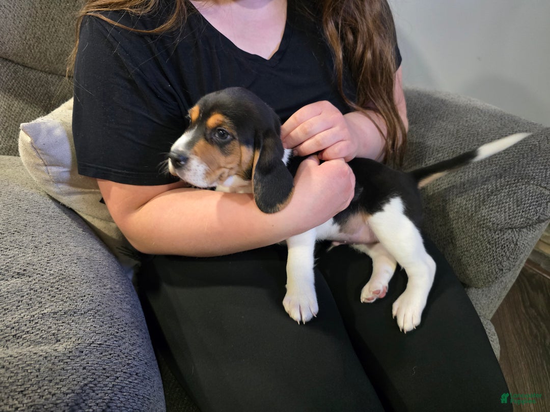 Beagle dogs for sale: Jackson - Ad 4